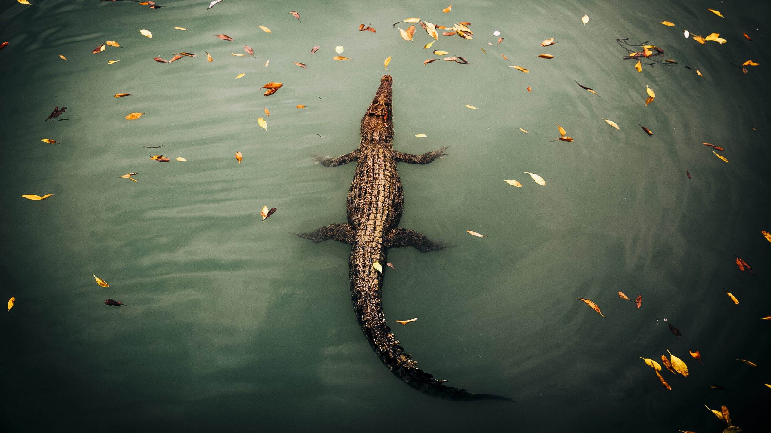 Salt Water Crocodile - Kimberley 