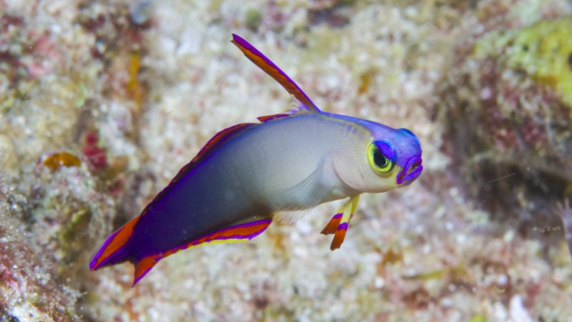 Purple firefish