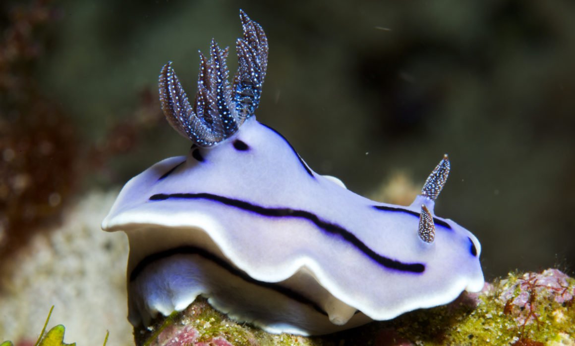 Chromodoris willani