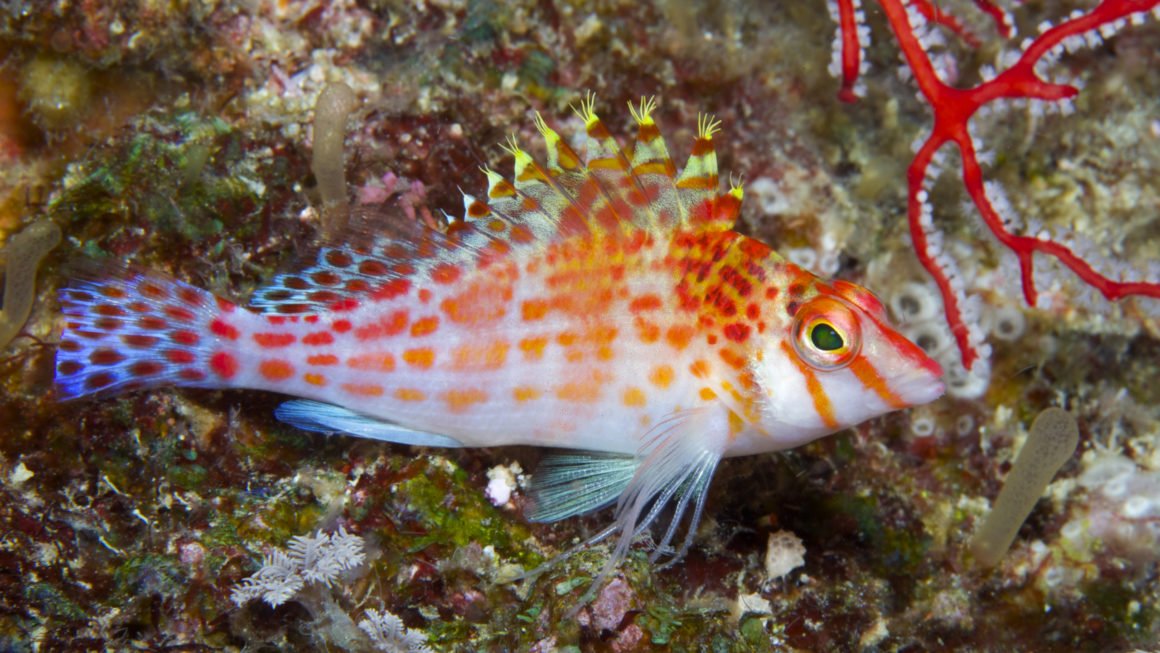 Dwarf Hawk fish - True North 