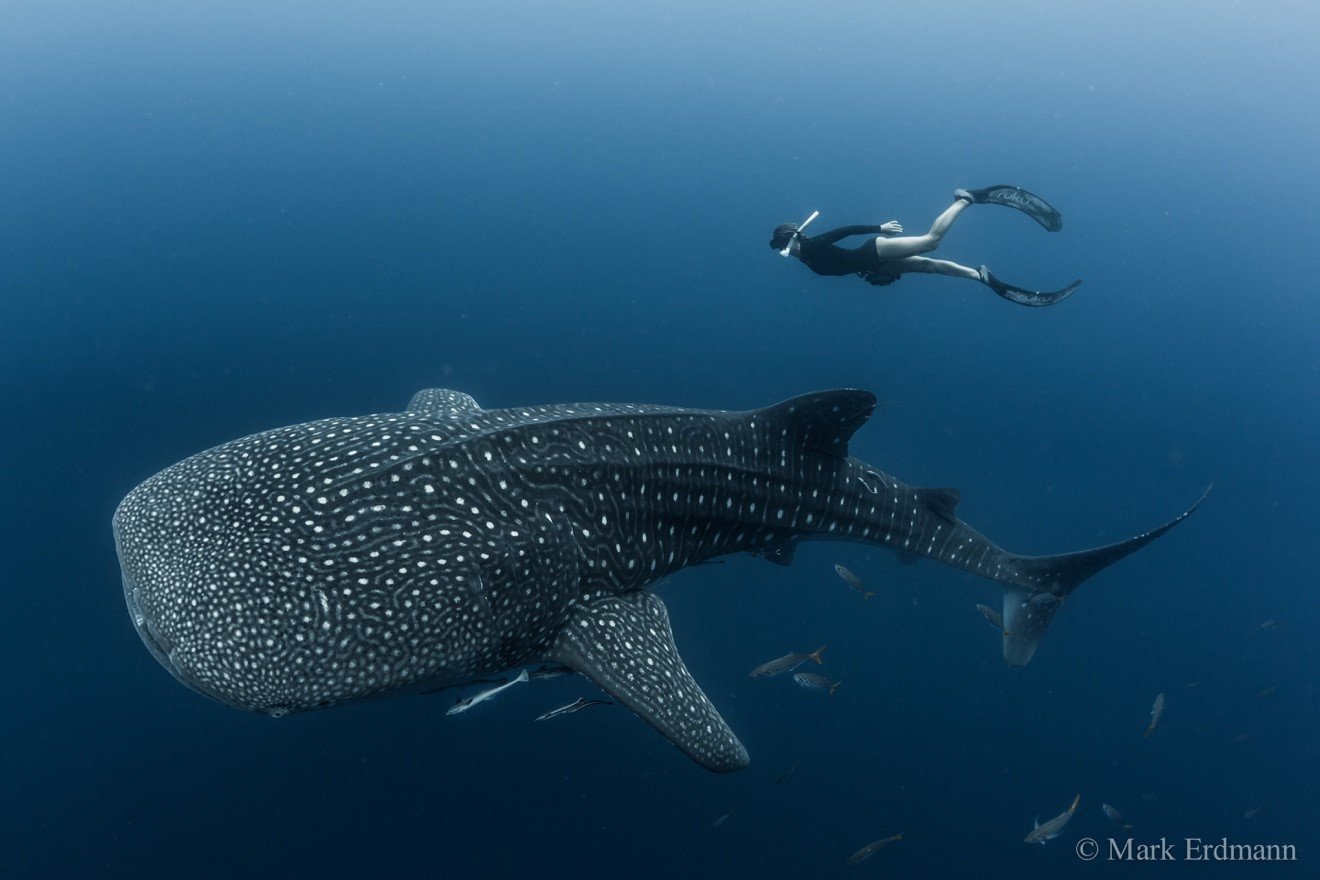 Snorkeler With Whale Shark