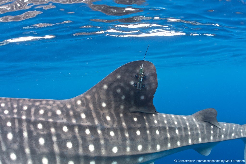 Whale Shark with tracking device Tag