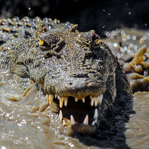 Big Saltwater Crocodile at Kimberley 
