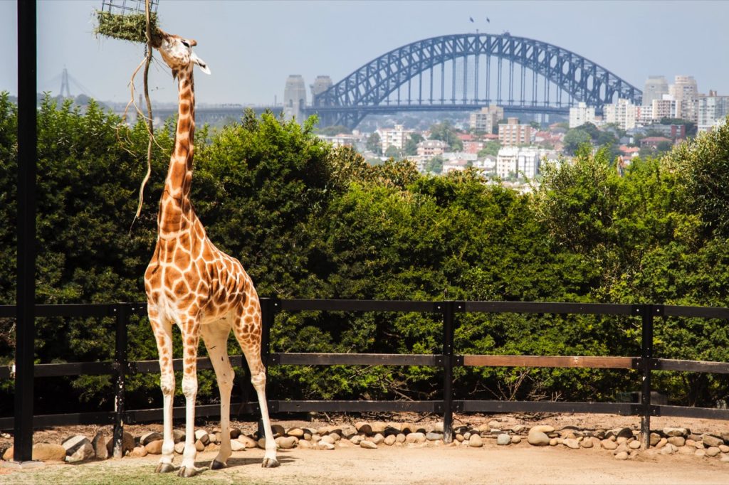 Taronga Zoo and Sydney Harbour Bridge