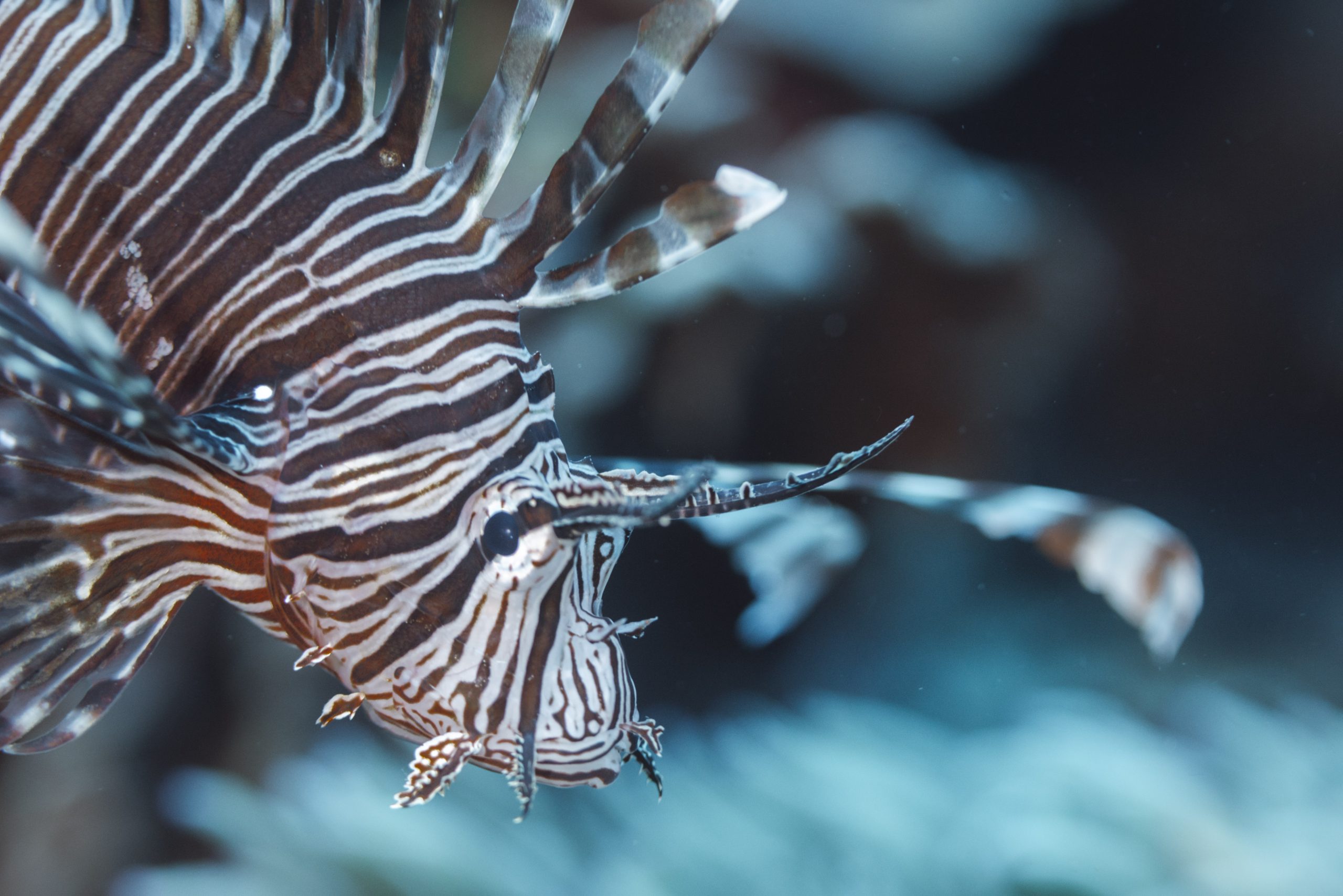 Red Lion Fish - True north adventure cruise