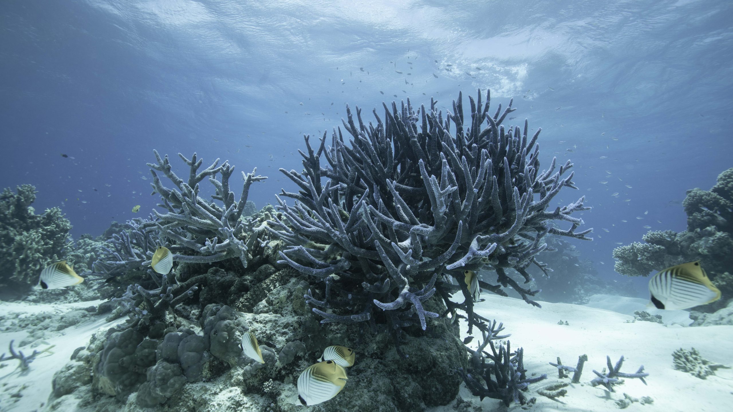 Coral Reef