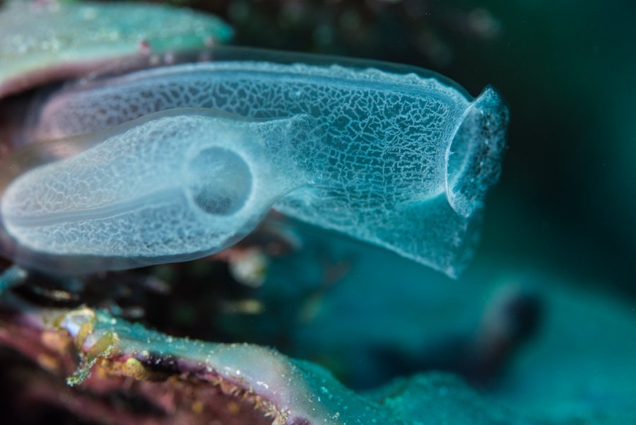 Tubes-Blue sea squirts