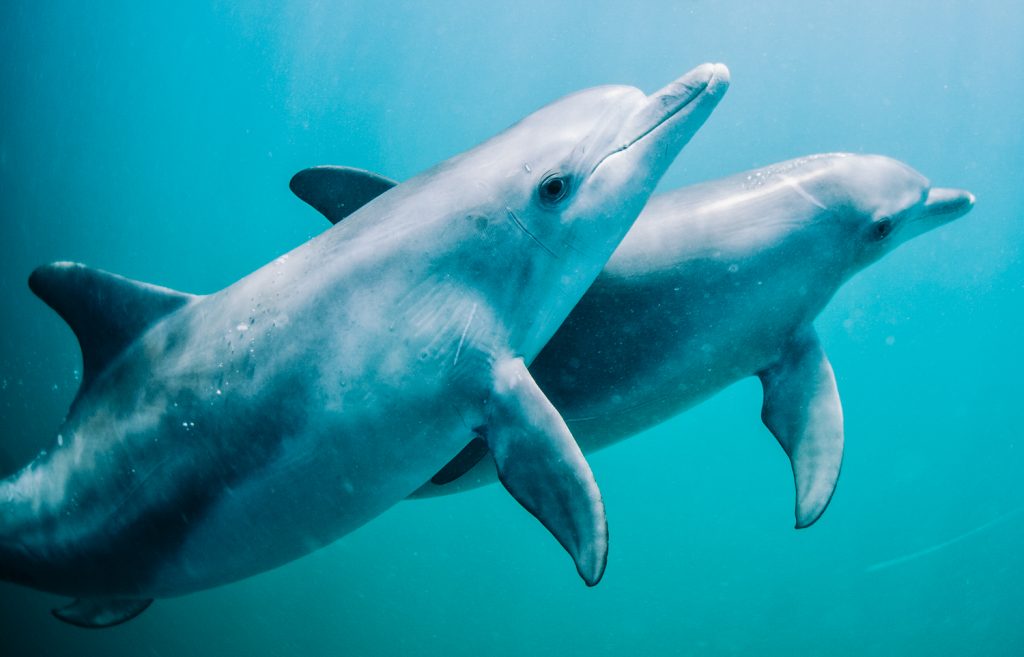 True North - Dolphin Swim