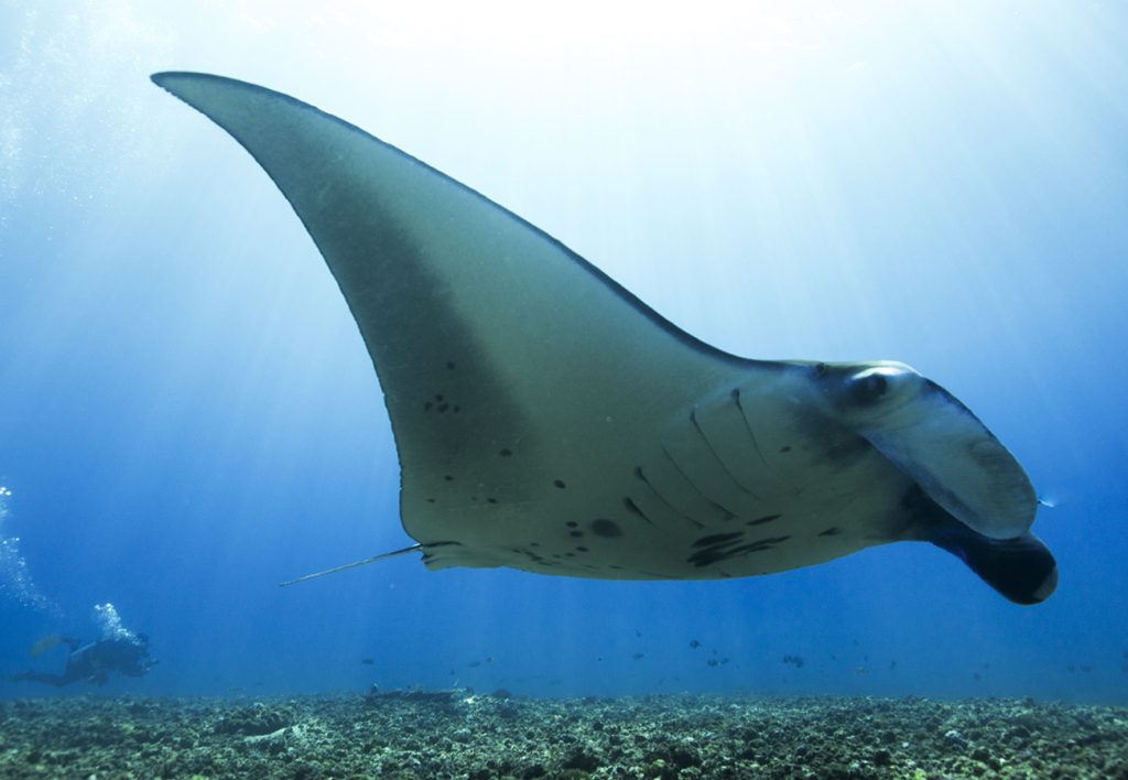 Wakatobi National Park