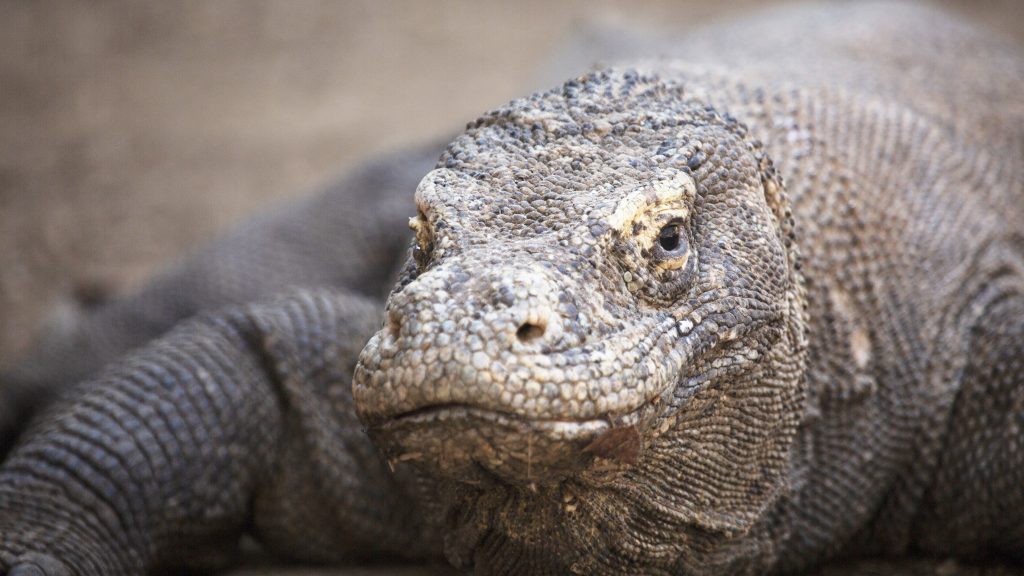 Komodo National Park