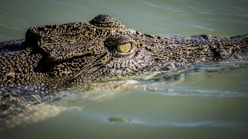 Are there crocodiles in the Kimberley?