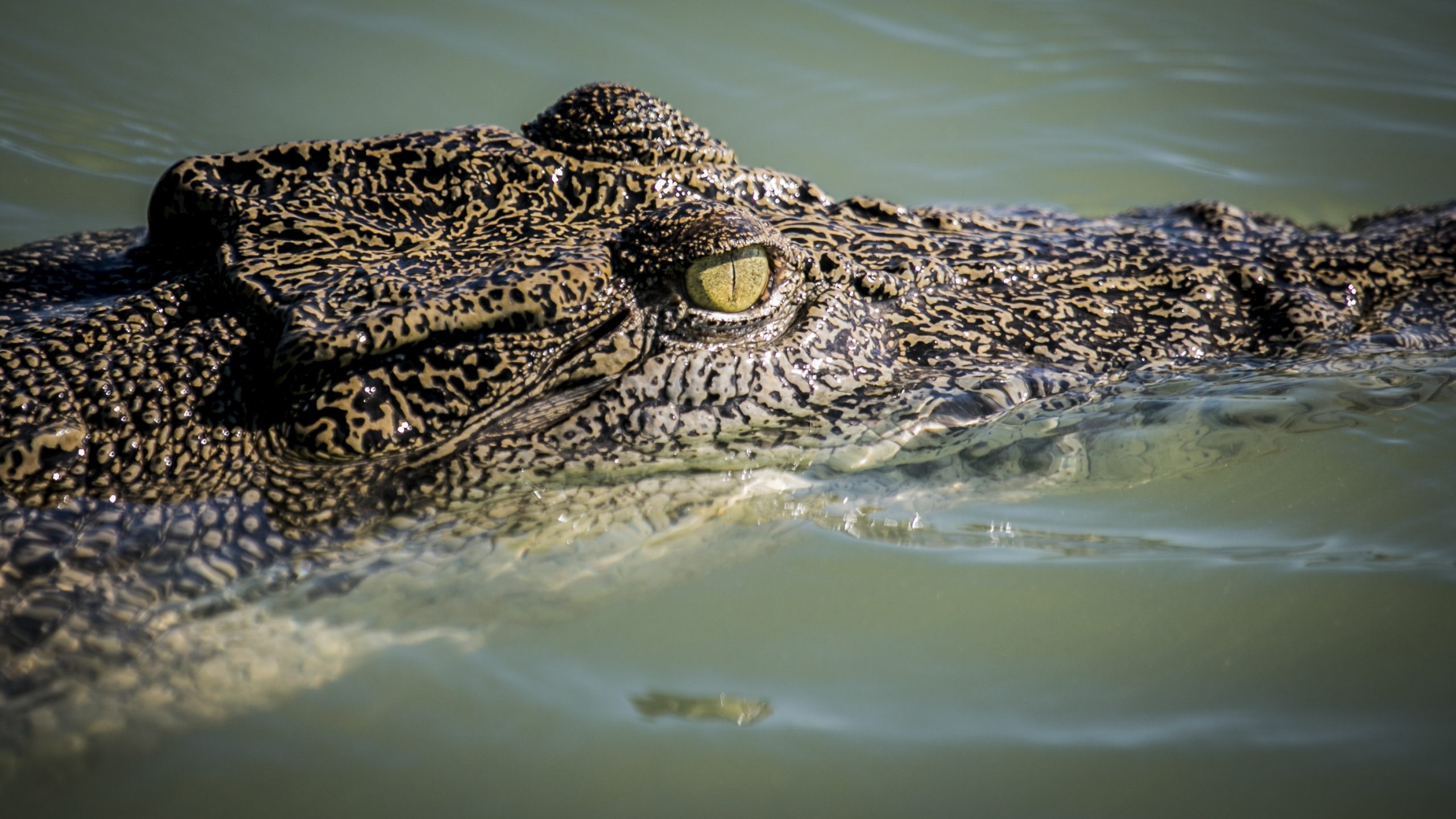 Highest crocodile counts in the Kimberley | Roe River