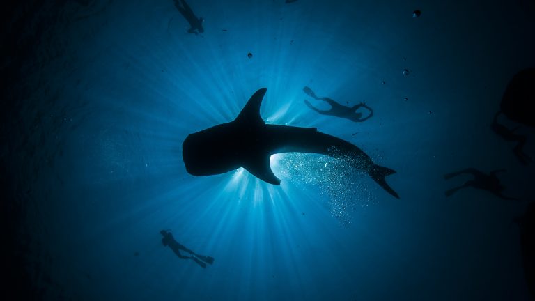The Whale Sharks of Cenderawasih Bay cruise