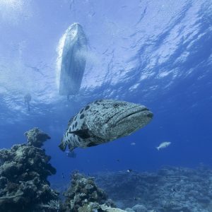 Great Barrier Reef Conservation Cruise