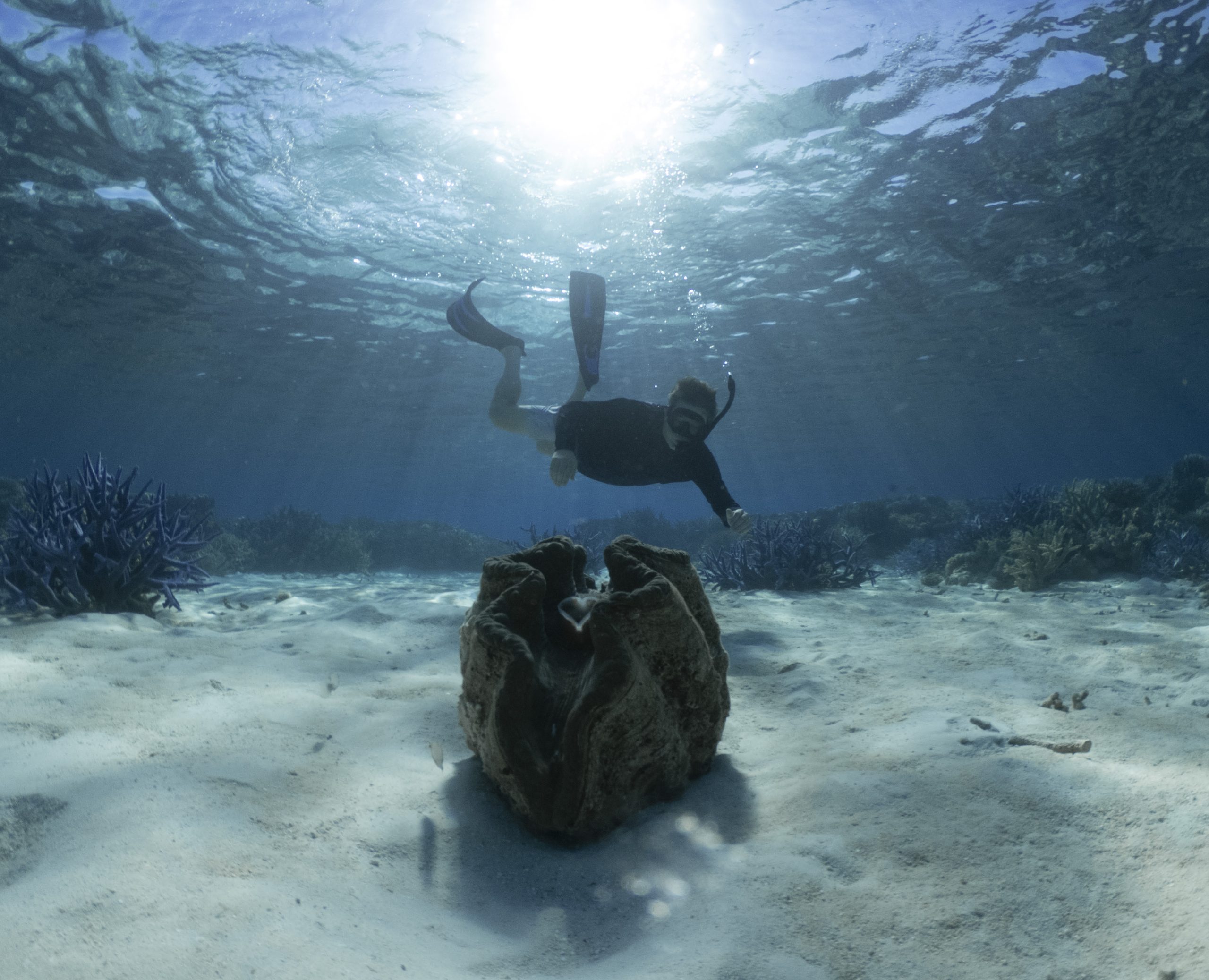 True North Rowley Shoals Snorkelling