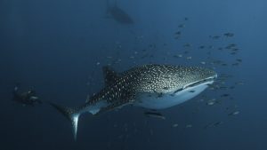 The Whale Sharks of Cenderawasih Bay 1