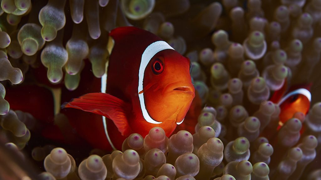 Ribbon Reef Exploration 