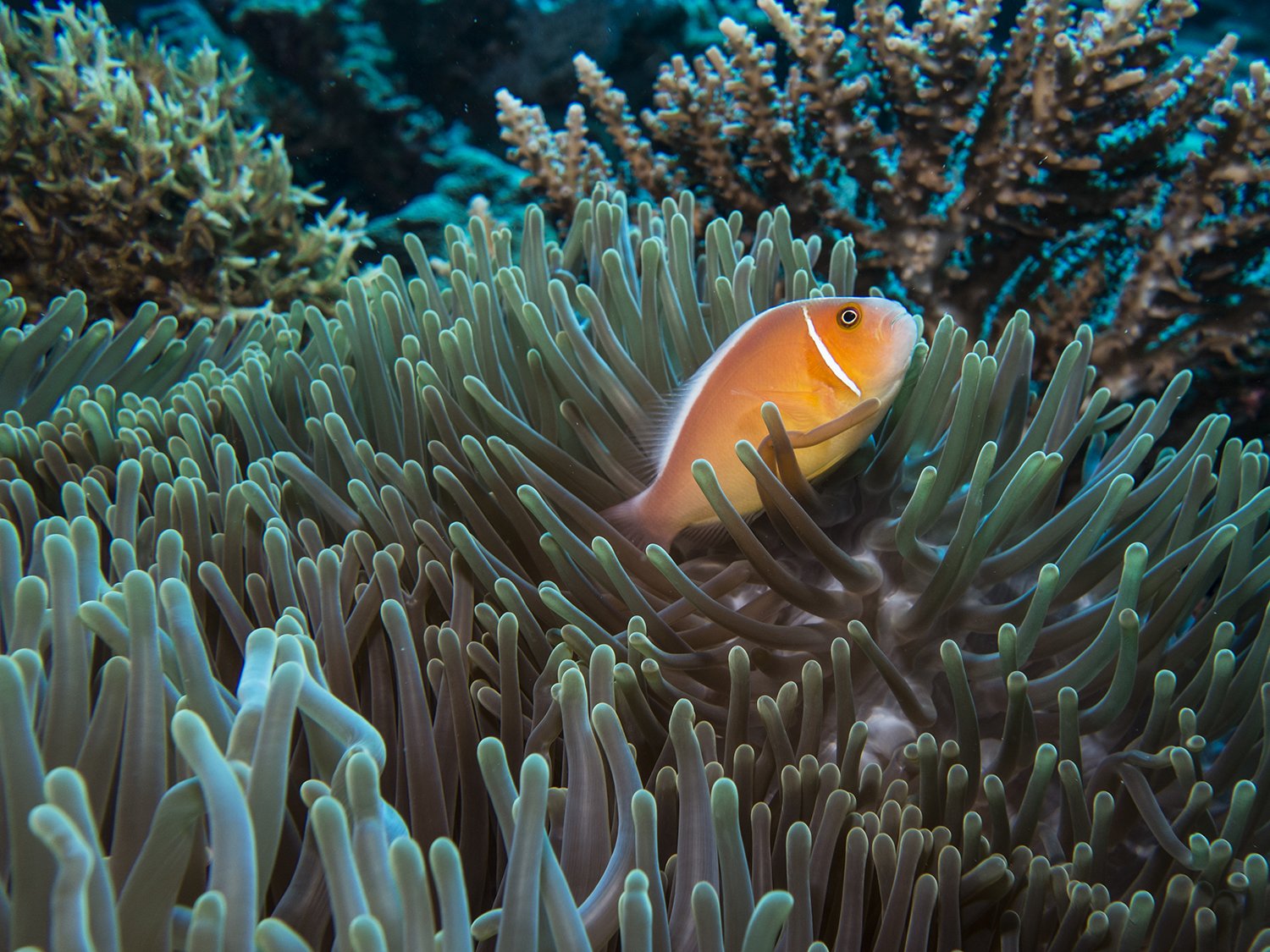 True North Rowley Shoals clown fish