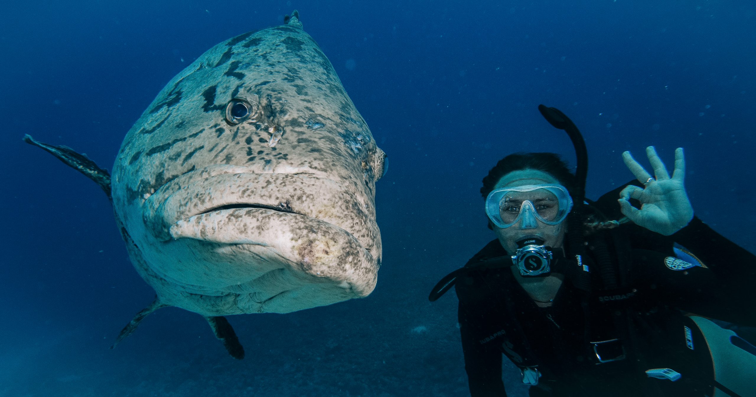 Scuba diving with Potato grouper fish