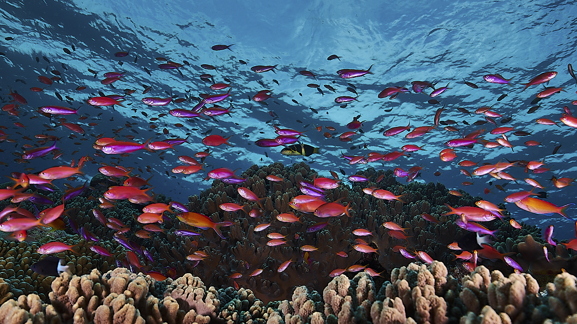 Great Barrier Reef and the Coal Mine