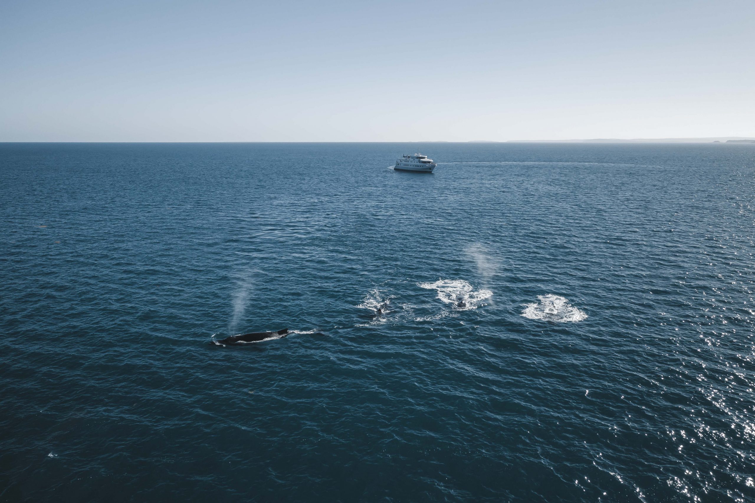 Whale watching True North Cruises
