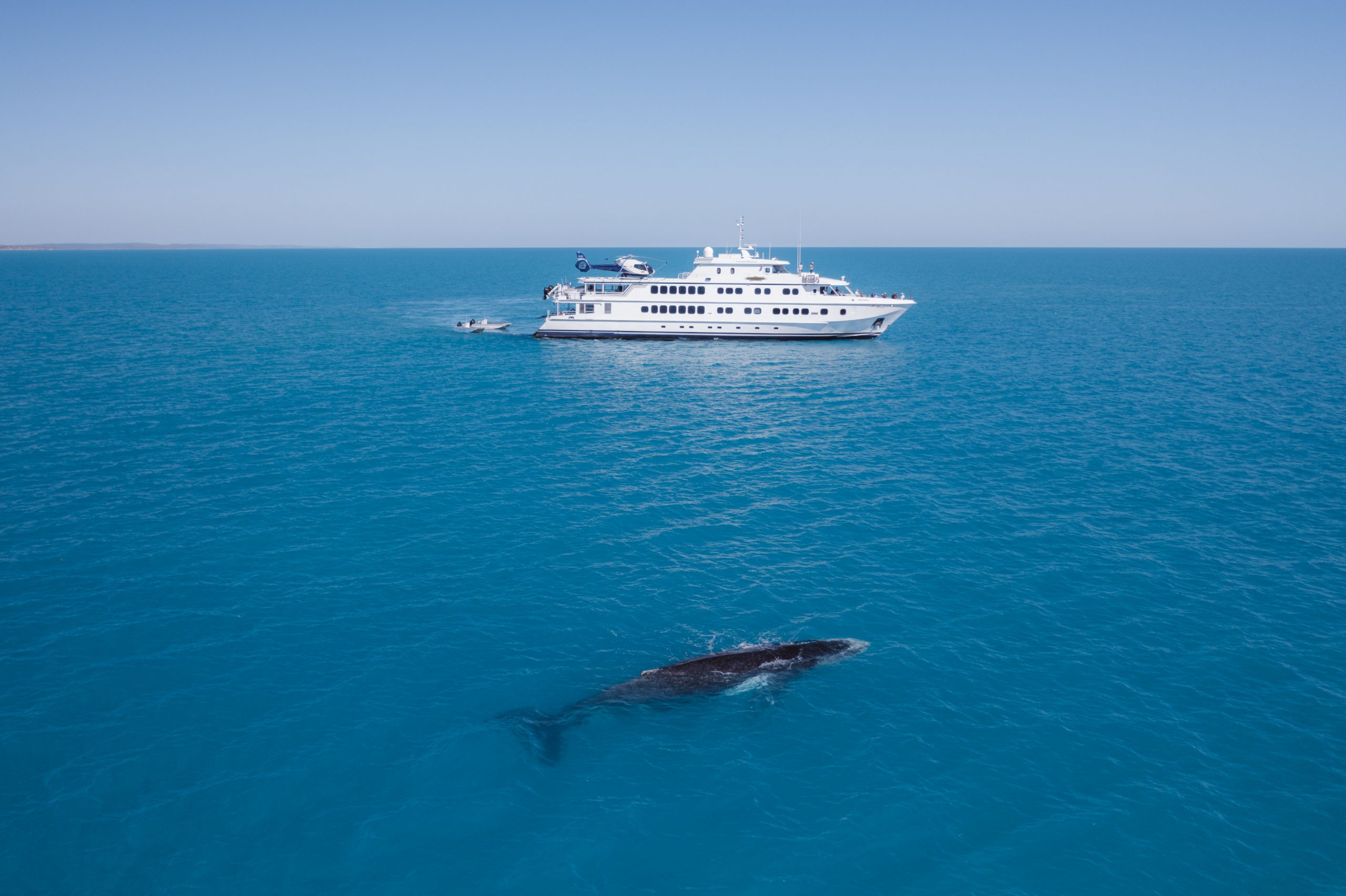 True North Adventures cruises with Dolphin