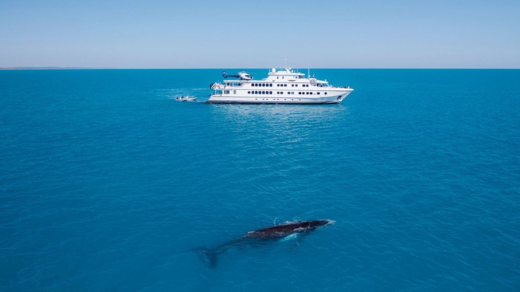 Dolphins are also frequently seen with bottlenose - True North Adventure Cruise