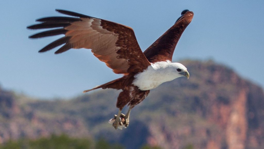 Eagles - True North Adventure Cruise