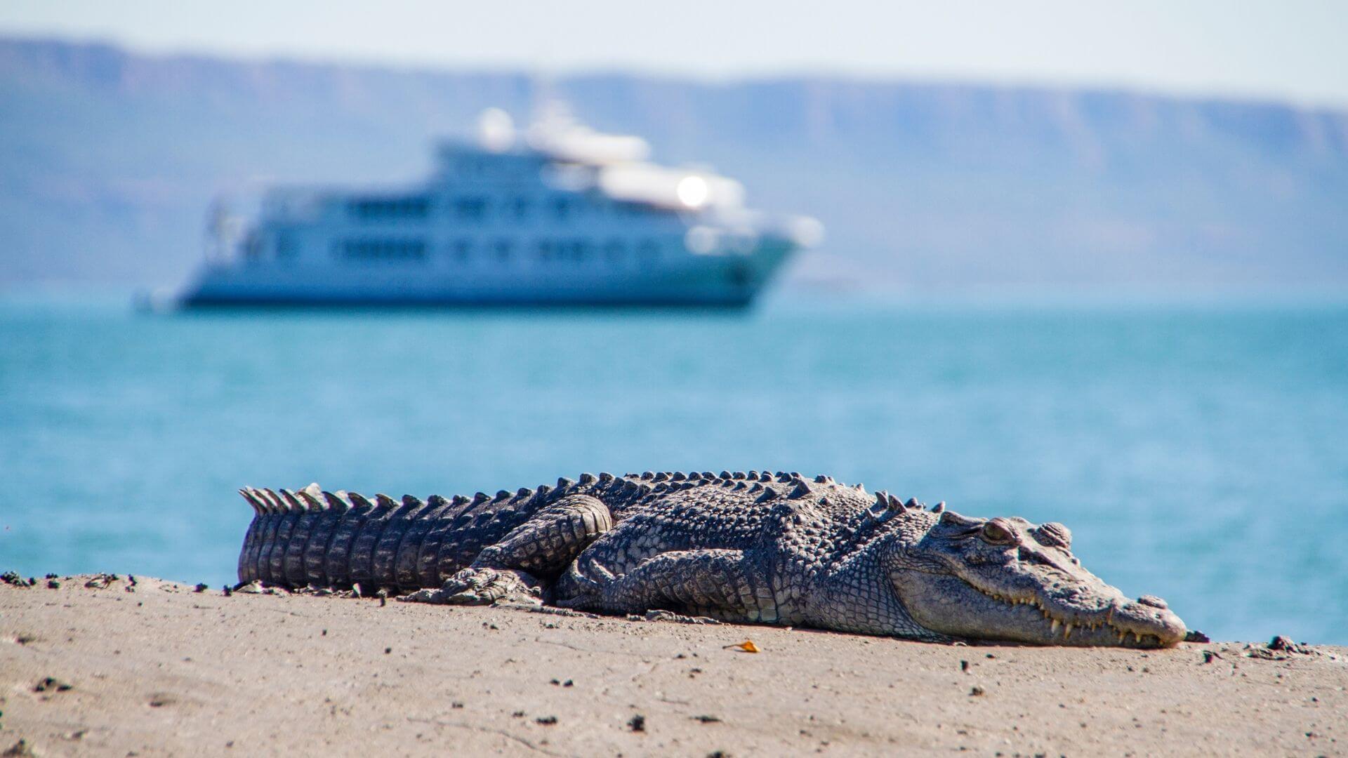 Saltwater Crocodiles Kimberleys True North Adventure Cruise
