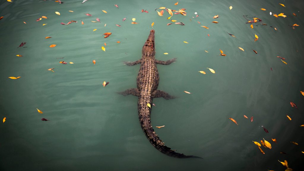 Saltwater Crocodiles - True North Adventure cruise
