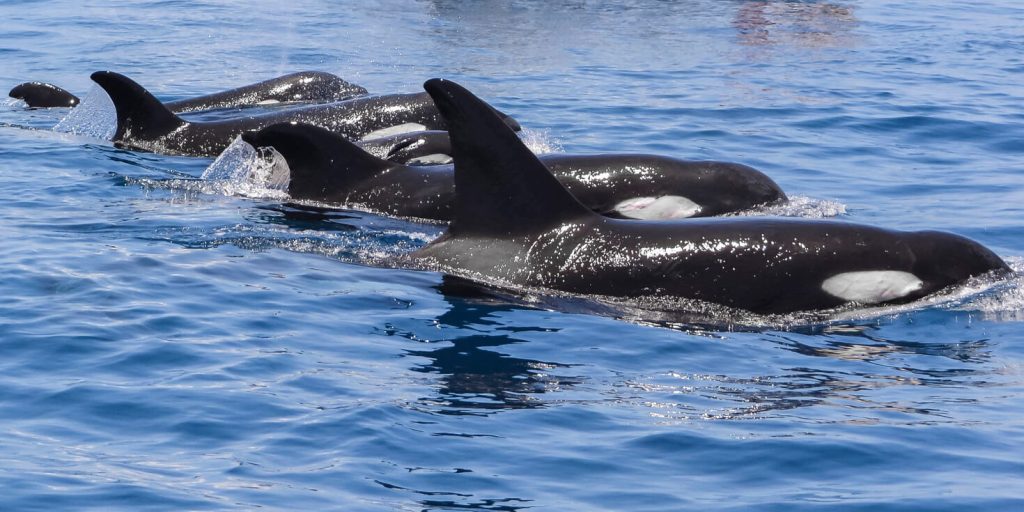 Swimming with dolphins - Bremer Bay Orcas