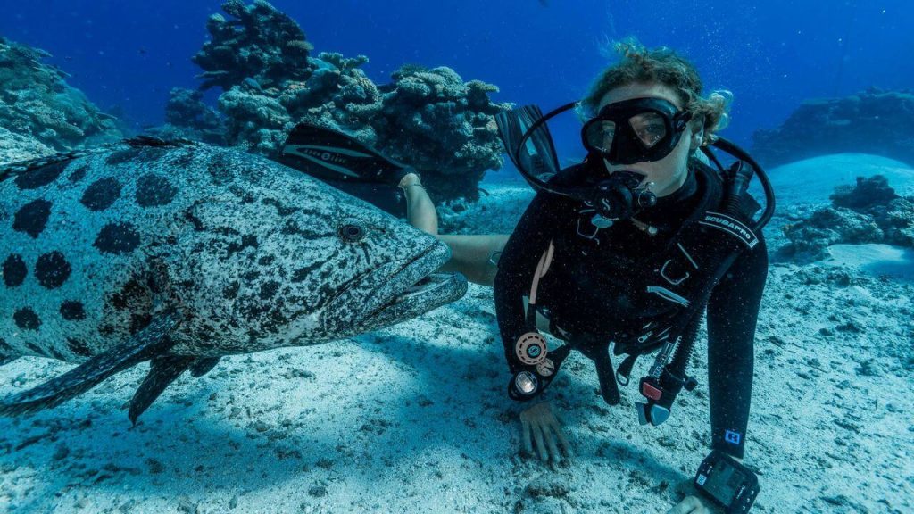 Diver interacting with large fish while snorkeling in Rowley Shoals