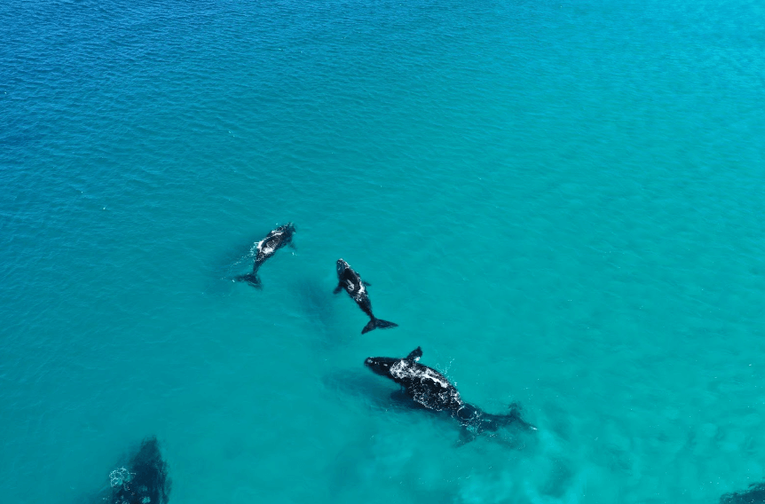 Whales Watching