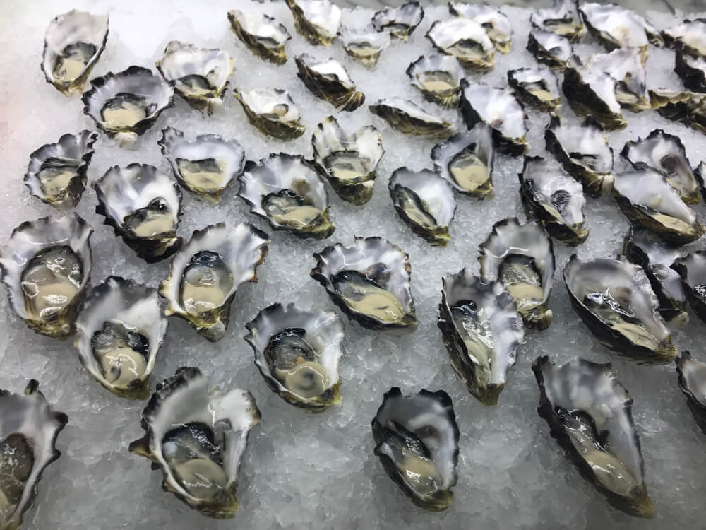 Coffin Bay Oysters a must-try experience - True North Adventure Cruise