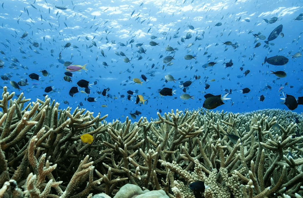 Great Barrier Reef (Queensland) - True North Adventure Cruise