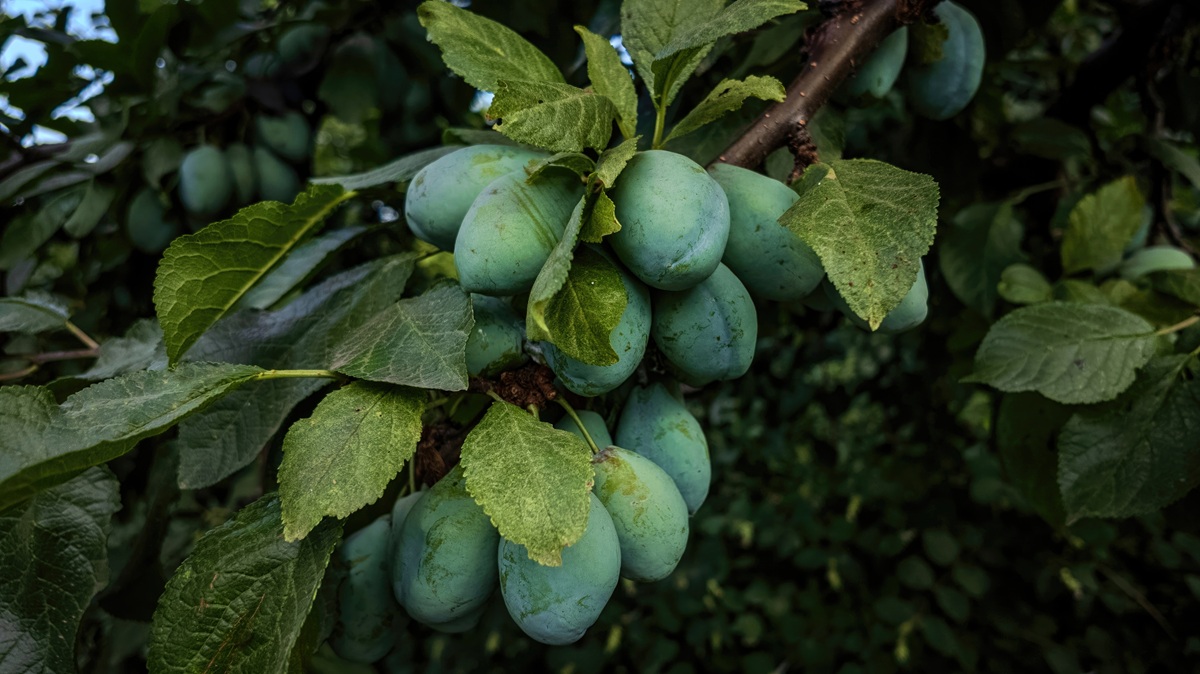 Popular bush ingredients