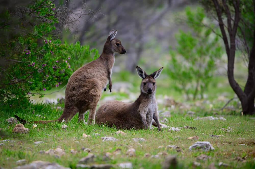 Wildlife watching - True North Adventure Cruise