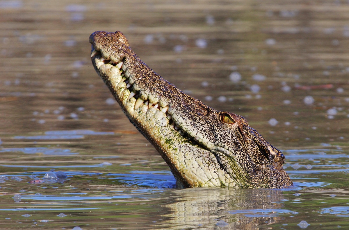 Crocodile safety