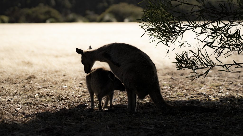 Get up and close with the wildlife