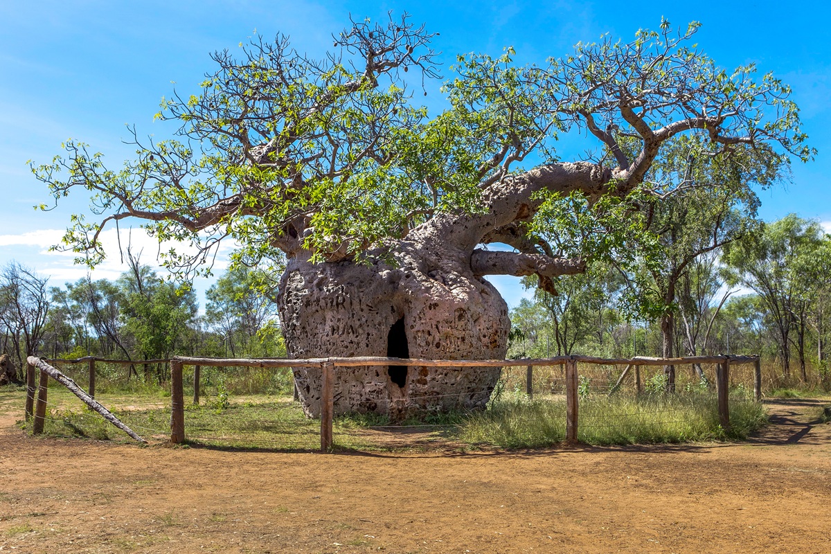 Boab Prison Tree