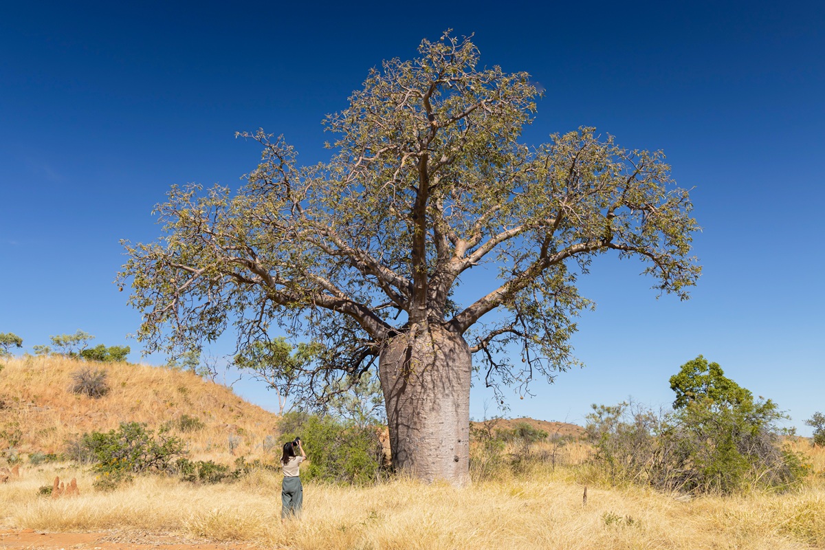 boab trees