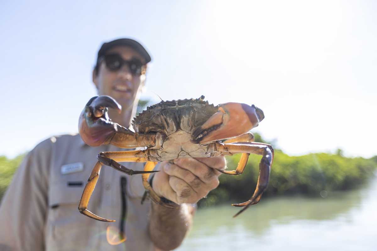 how to catch mud crabs