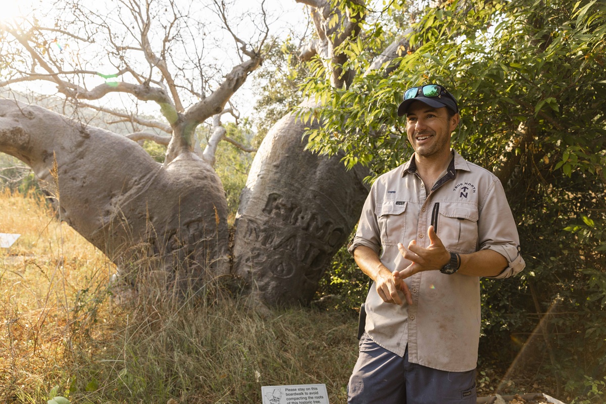 iconic boab trees of the Kimberley