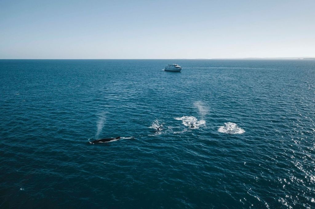 Humpback whales