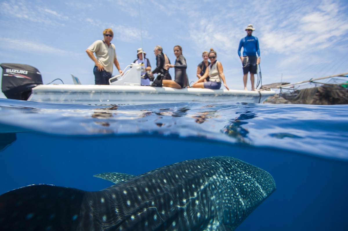 whale sharks