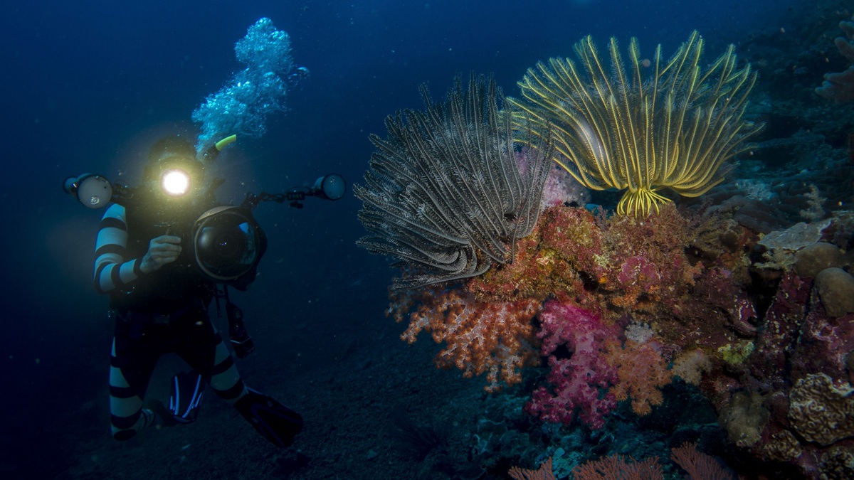 TrueNorth Diving
