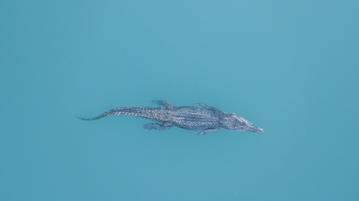 Wildlife encounters