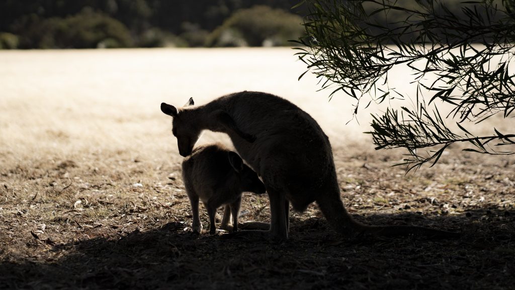 Kangaroo Island: The Highlights