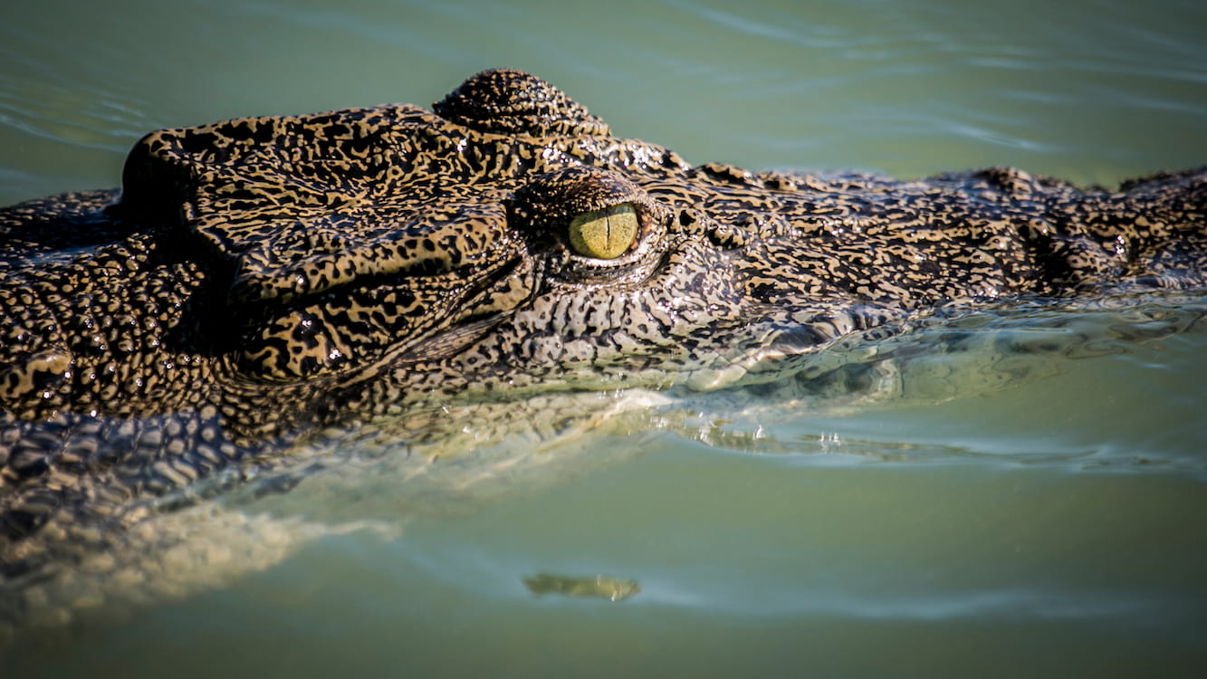 Freshwater crocodile resting in calm Kimberley waters, its textured scales and yellow eye visible up close