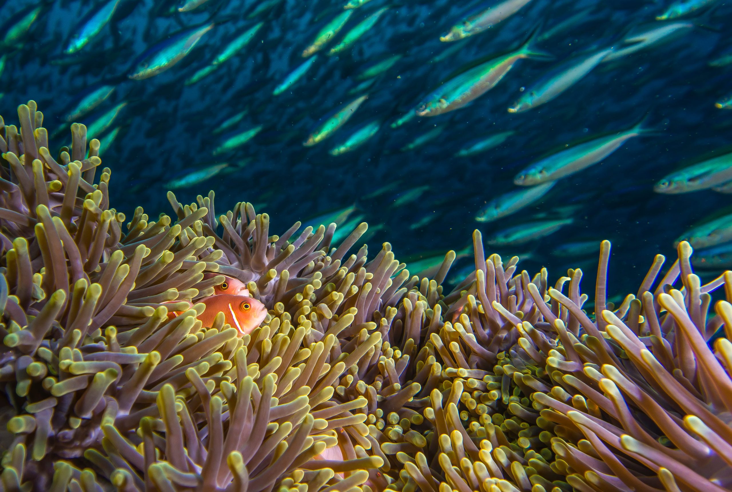 Close-up of two pink fish nestled in a sea anemone on the Great Barrier Reef, with a school of fish swimming in the blue water beyond.